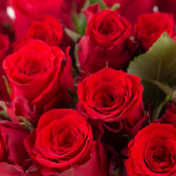 40 Red Roses (40cm) - Image 2