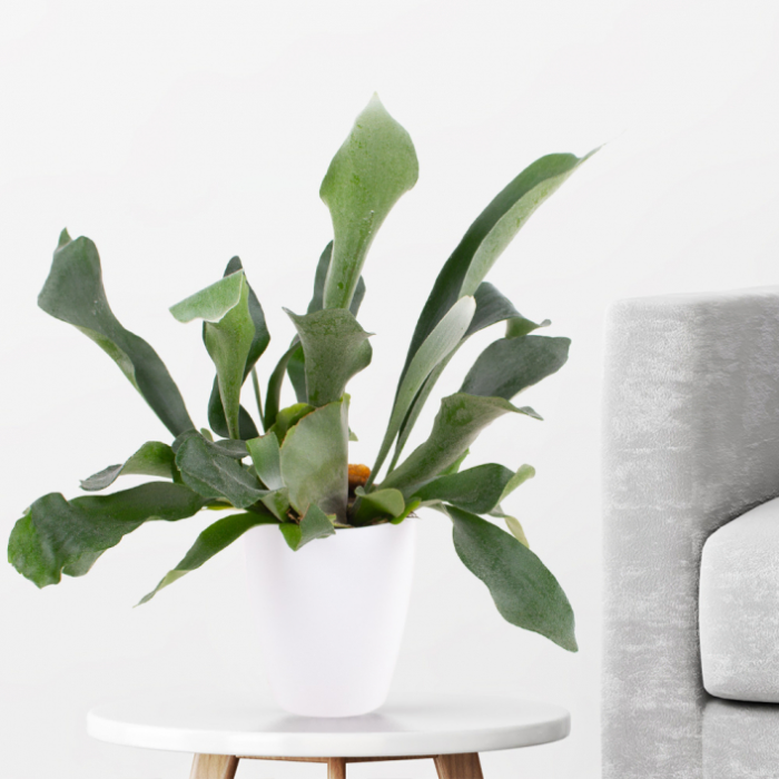 Plant Trio + Free Pots | 25 - 35 cm | ø 12 cm | Elephant Foot, Antler Fern, Money Tree - Image 3