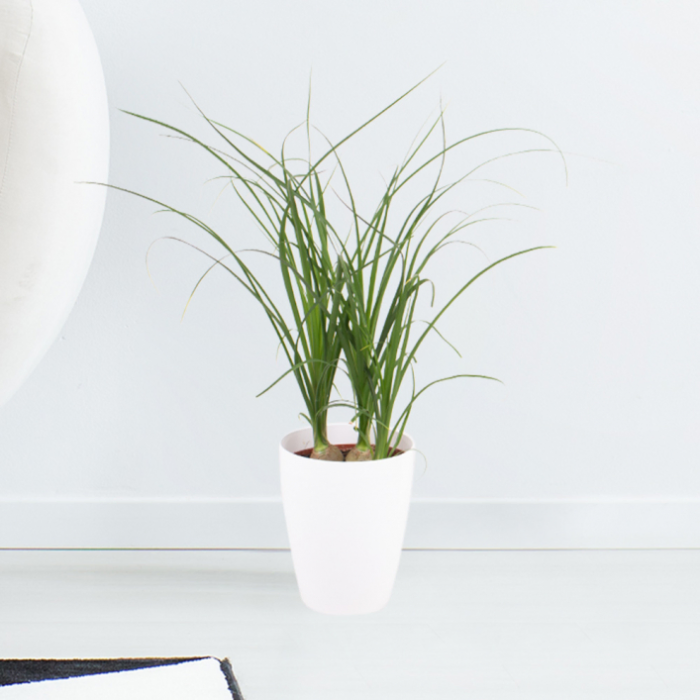 Plant Trio + Free Pots | 25 - 35 cm | ø 12 cm | Elephant Foot, Antler Fern, Money Tree - Image 2